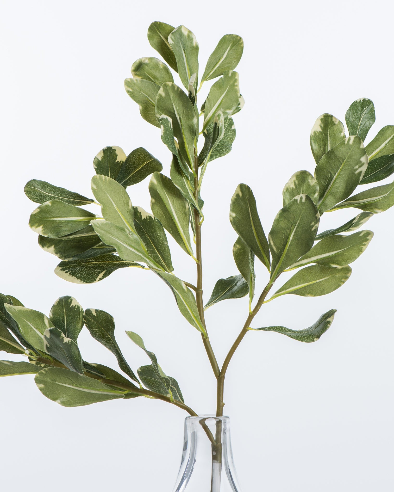 Pittosporum Leaf Stem