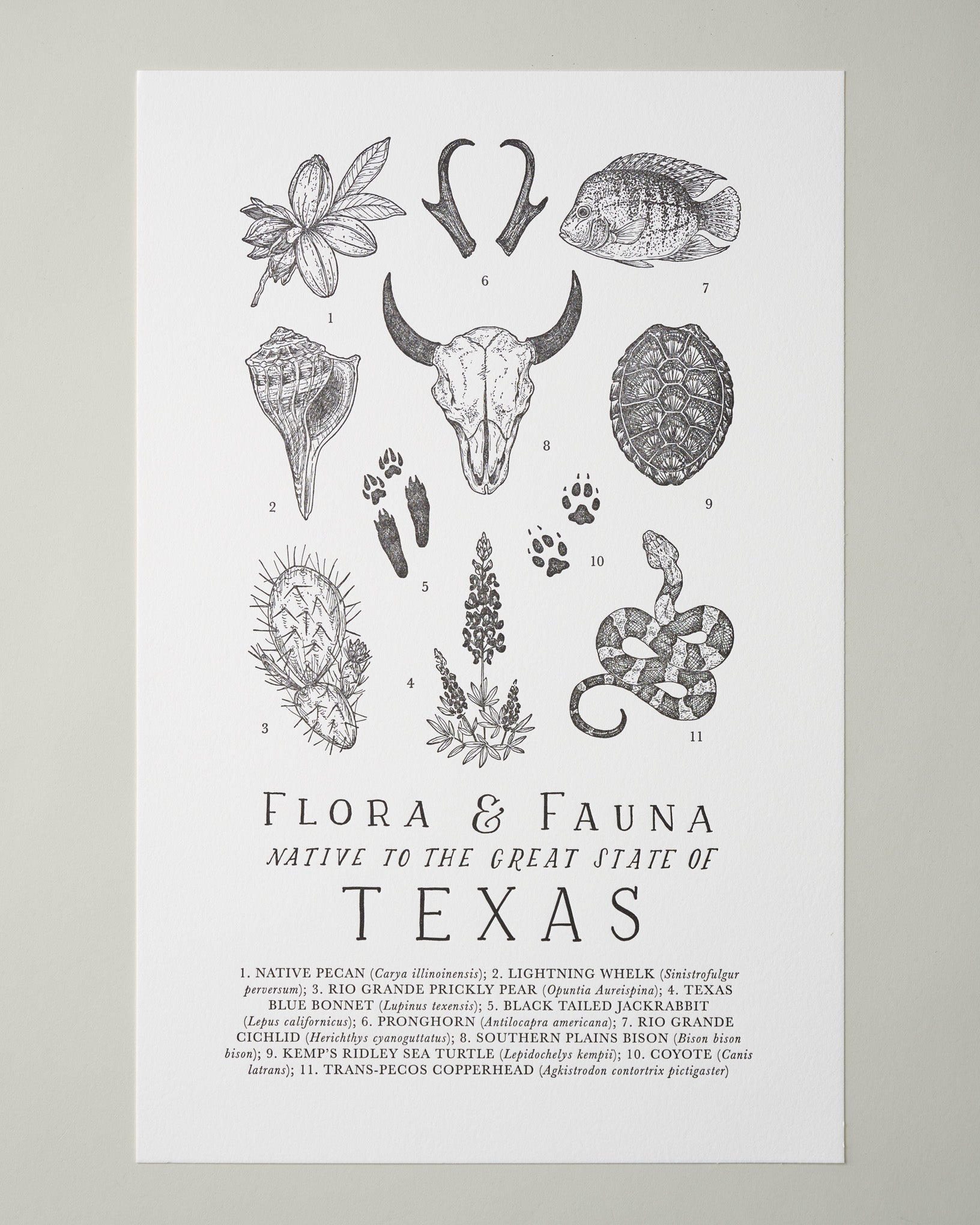 Texas Field Guide Print