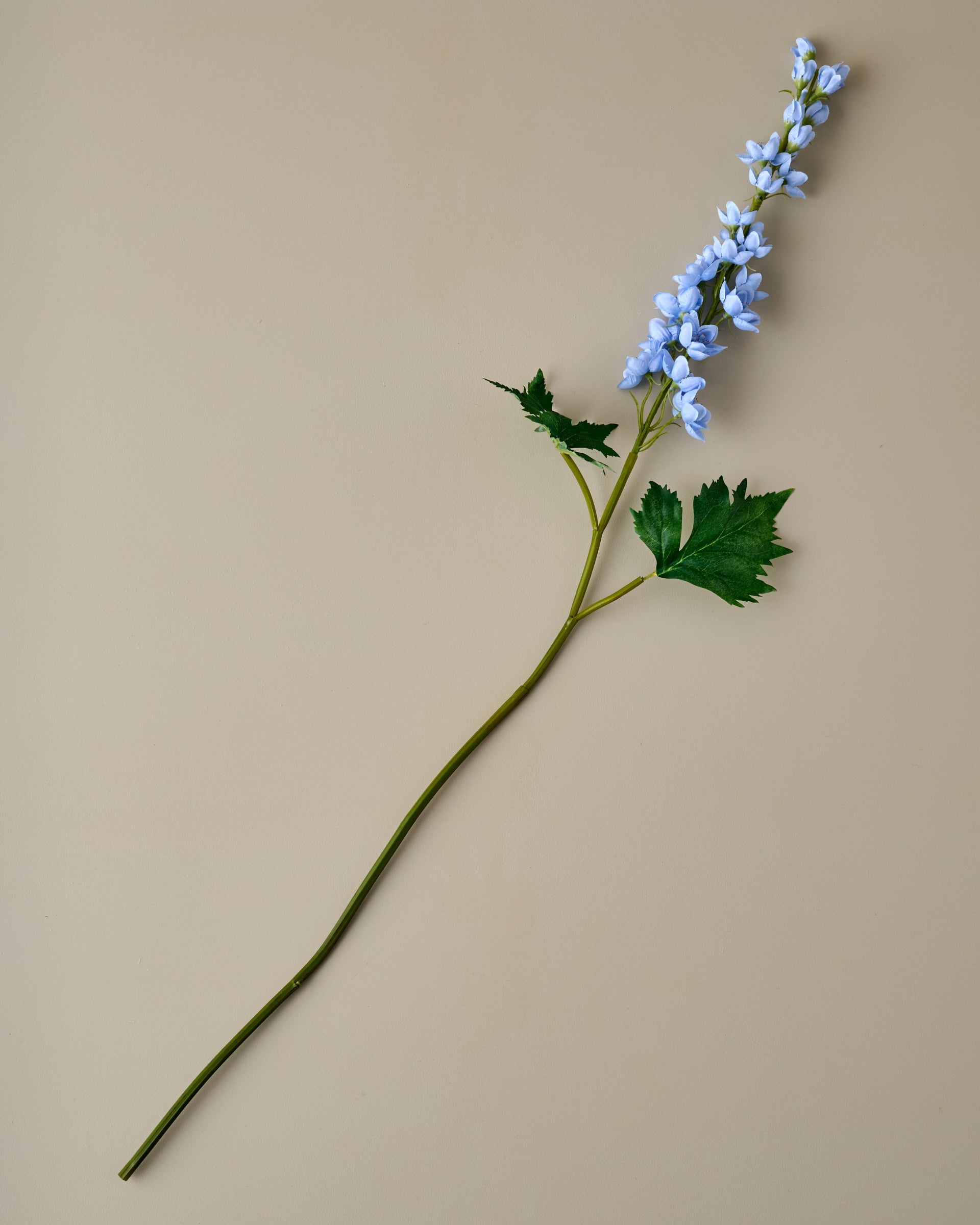 Larkspur Stem