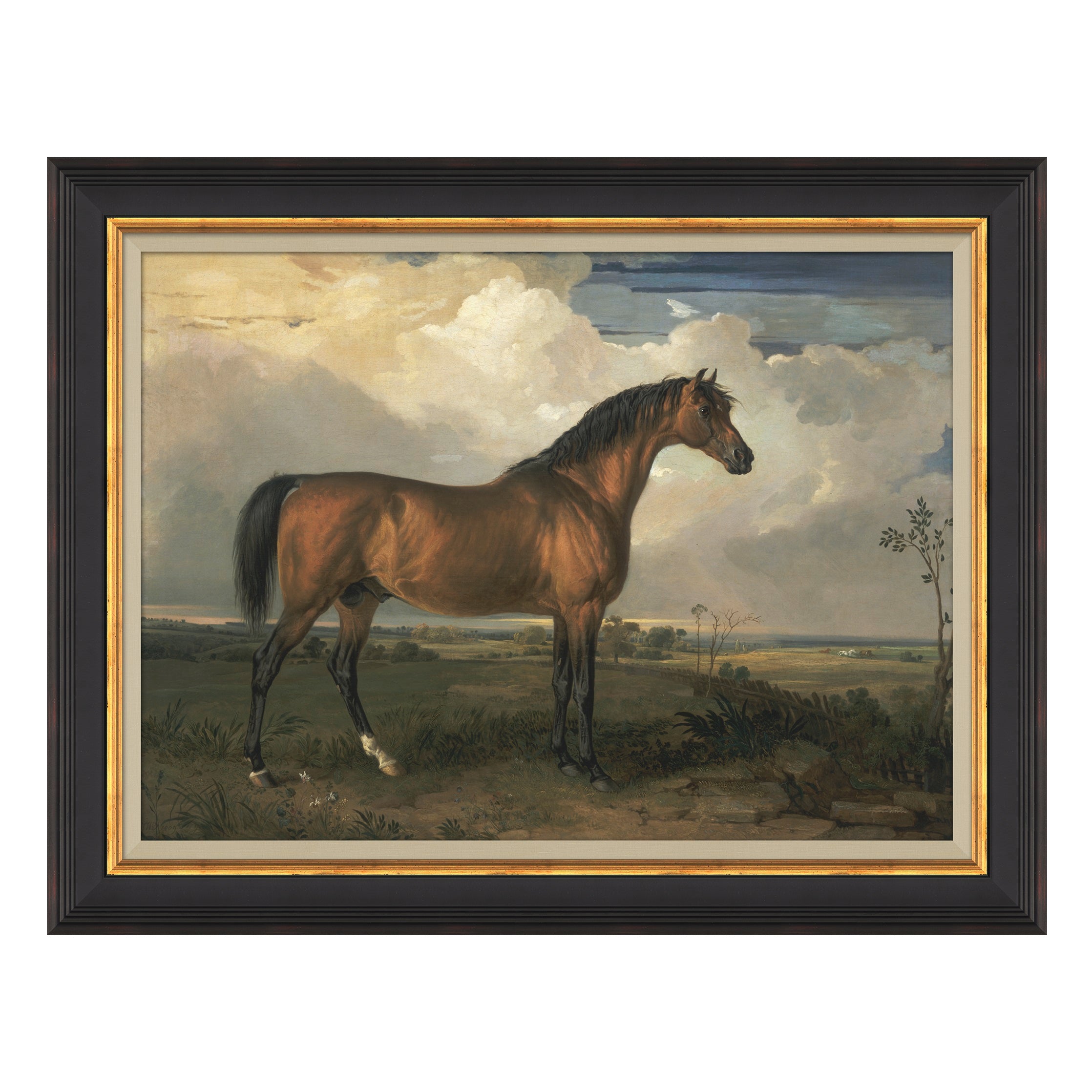 Equestrian Study